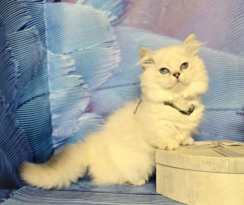 Tiffany Munchkin female, black silver shaded pointed