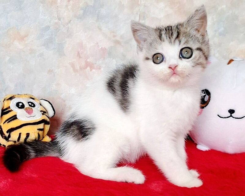Rafaella Scottish Straight female, black tabby bicolour
