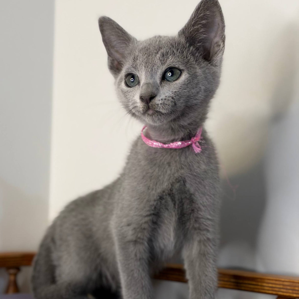 Nargiz Russian Blue female, blue