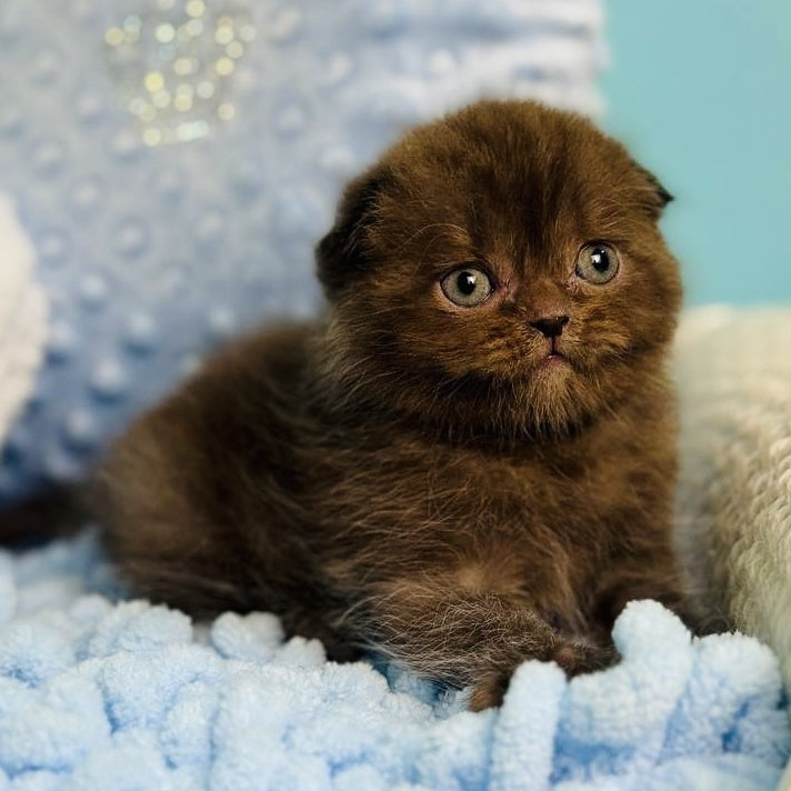 Emerald Scottish Fold male, chocolate
