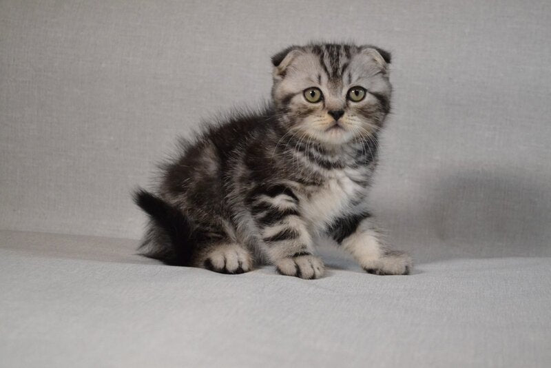 Sam Scottish Fold male black silver tabby - live animals