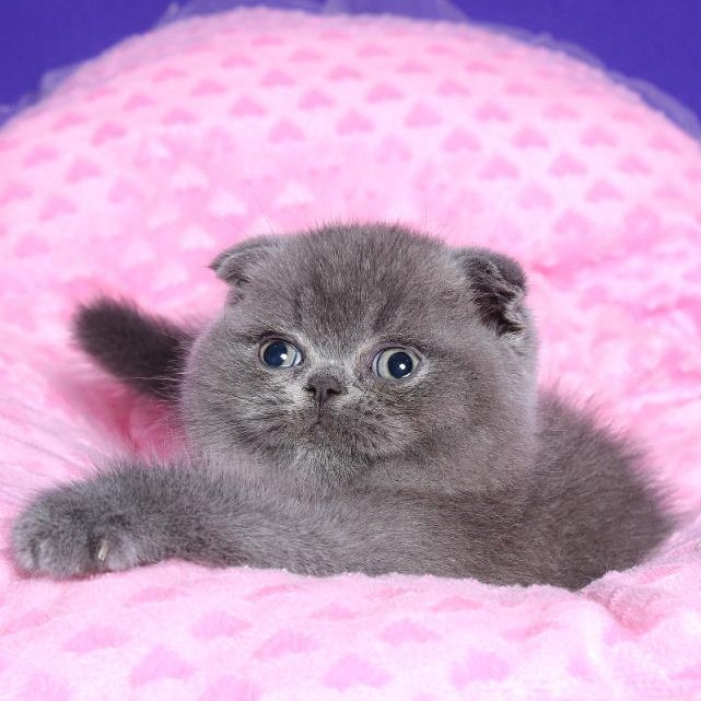 Kolt Scottish Fold male, blue