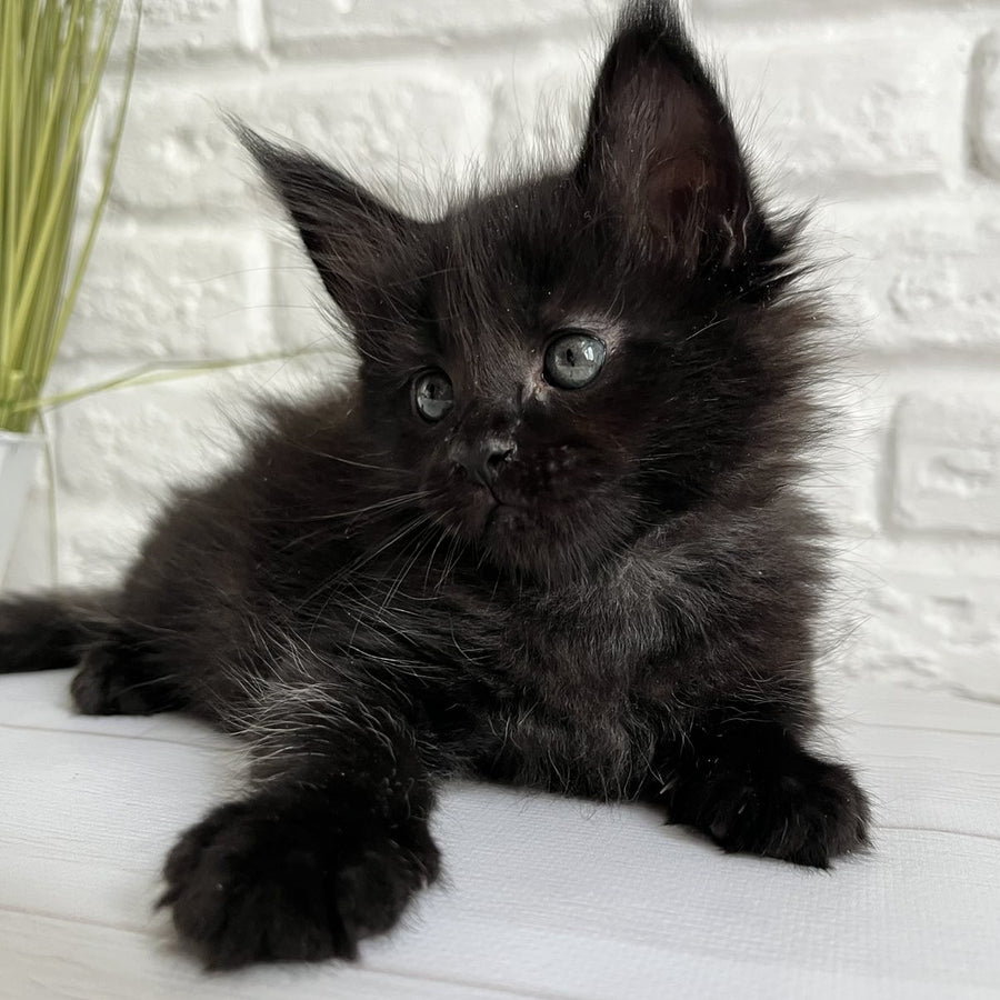 Julie Maine Coon female, black