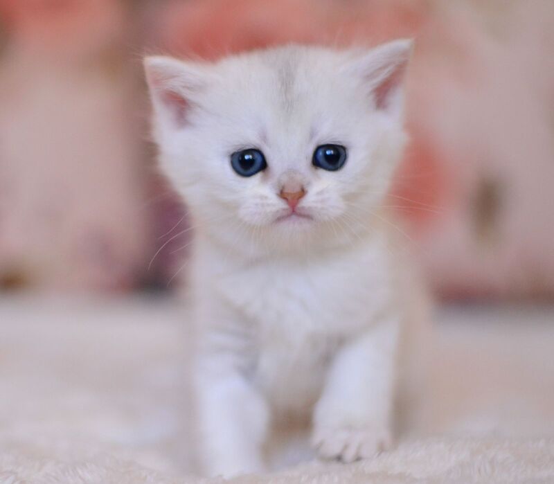 Zefir British Shorthair male, black silver shaded
