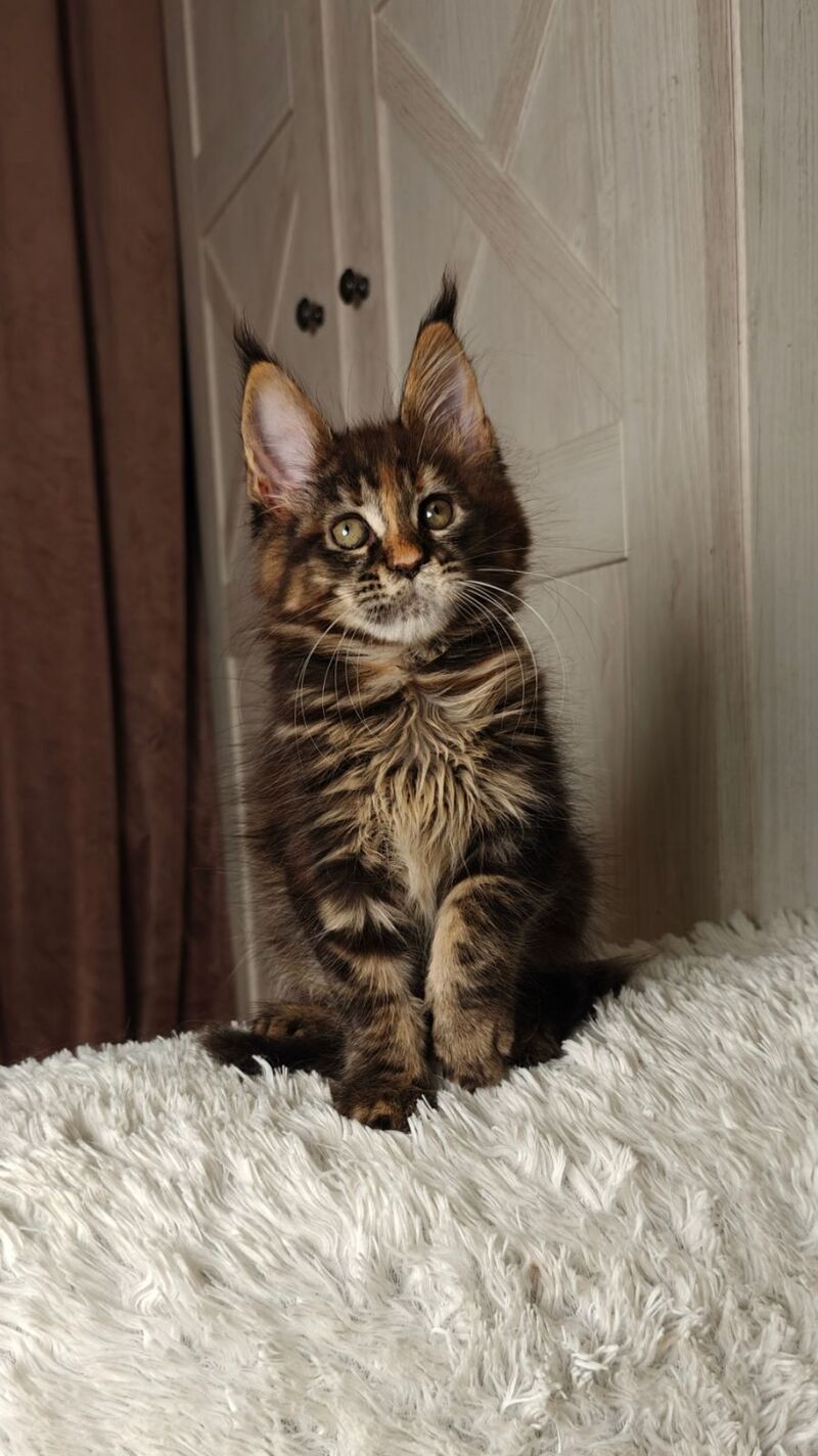 Quasar Maine Coon female black tortie tabby live animals
