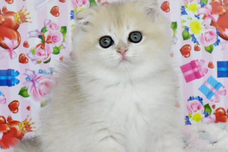 Uma Scottish Fold female, blue golden chinchilla