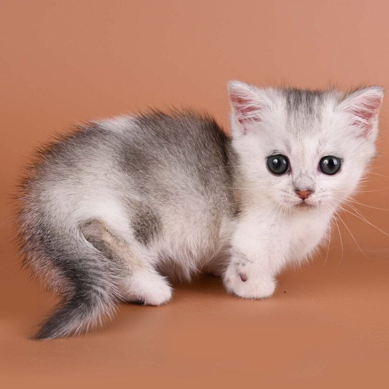 Iris Munchkin female, black silver ticked tabby bicolour