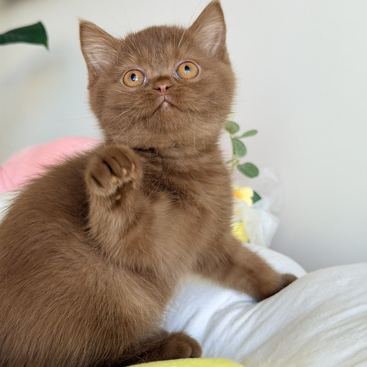 Shelly British Shorthair female, cinnamon