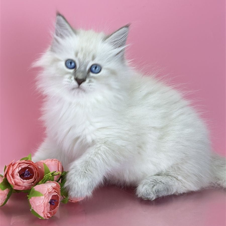 Zenia Siberian female, blue tabby pointed