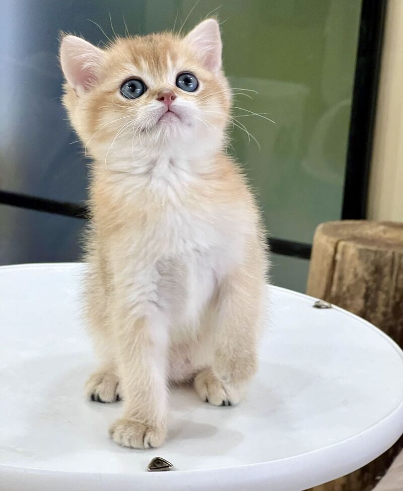 Darvin British Shorthair male black golden shaded - live animals
