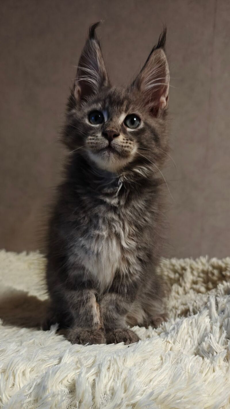 Skywalker Maine Coon male blue silver tabby - live animals