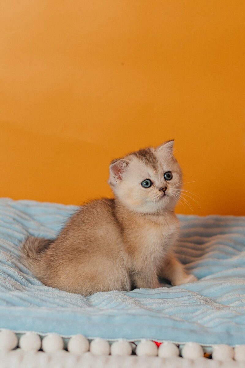 Vikki Scottish Straight female, black silver ticked tabby