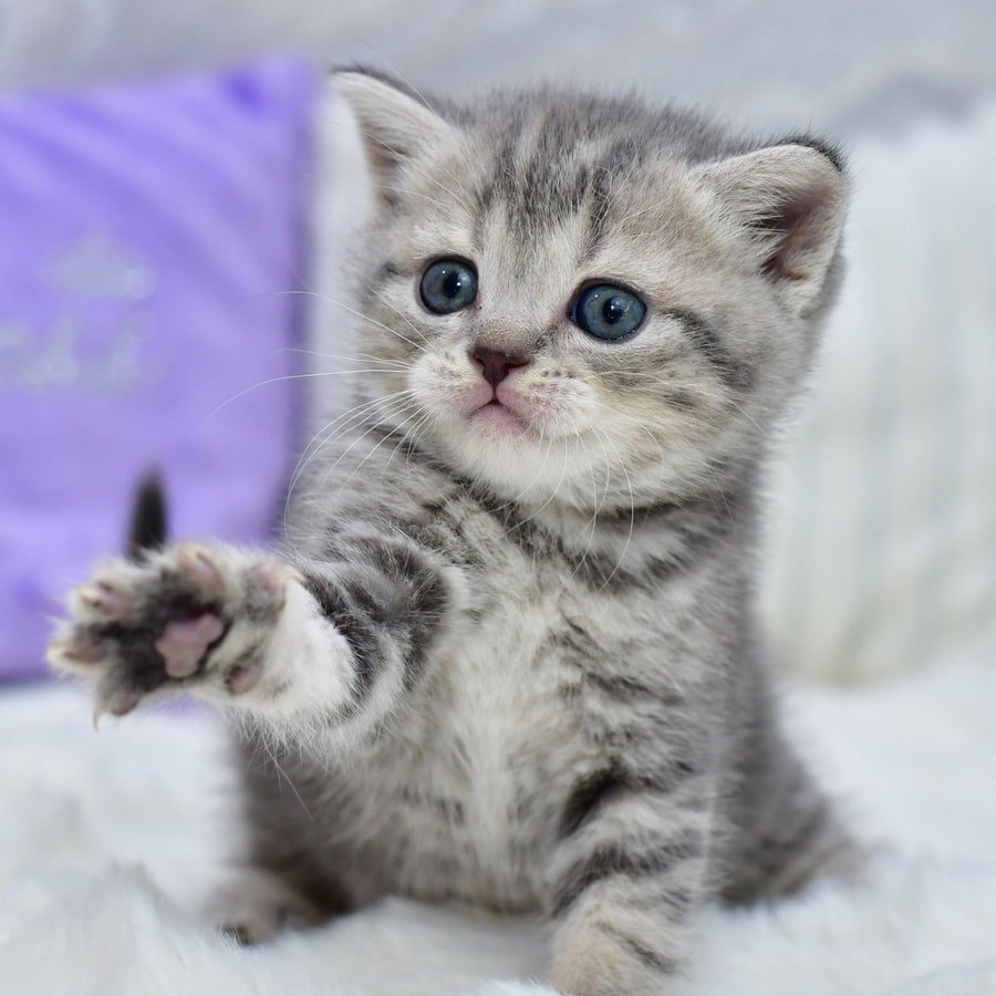 Laki Scottish Straight male, blue tabby