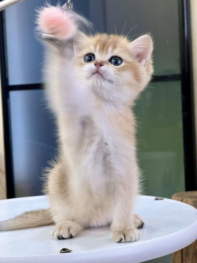 Darvin British Shorthair male black golden shaded - live animals