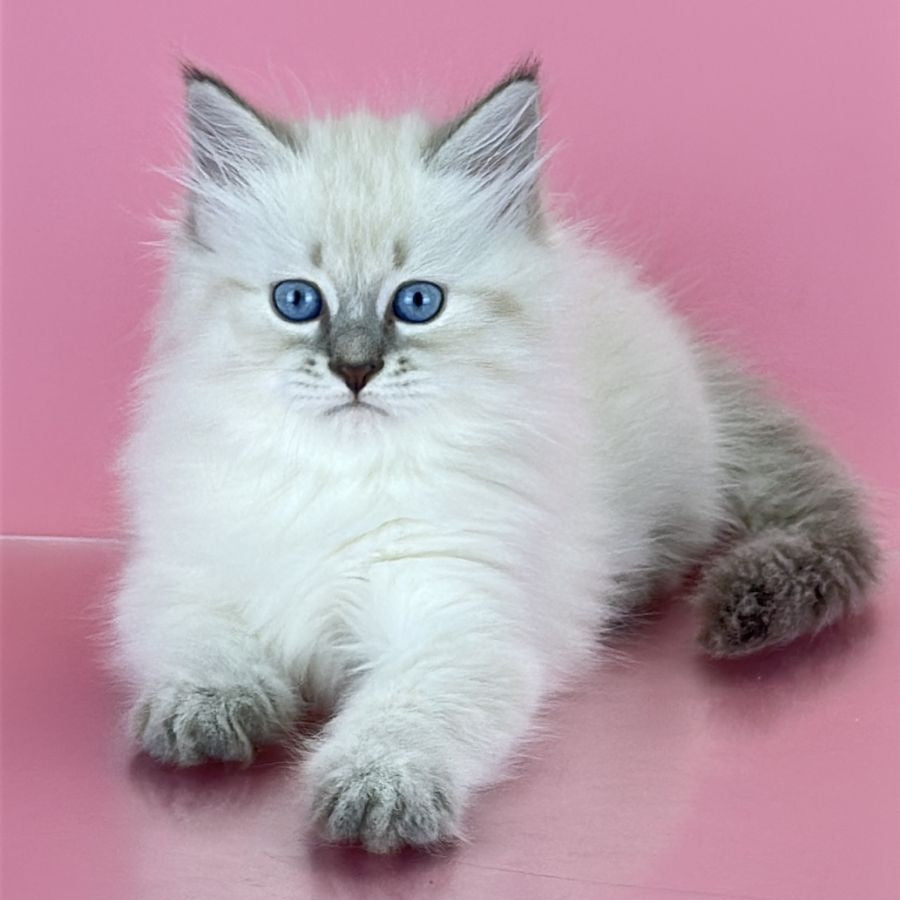 Zenia Siberian female, blue tabby pointed