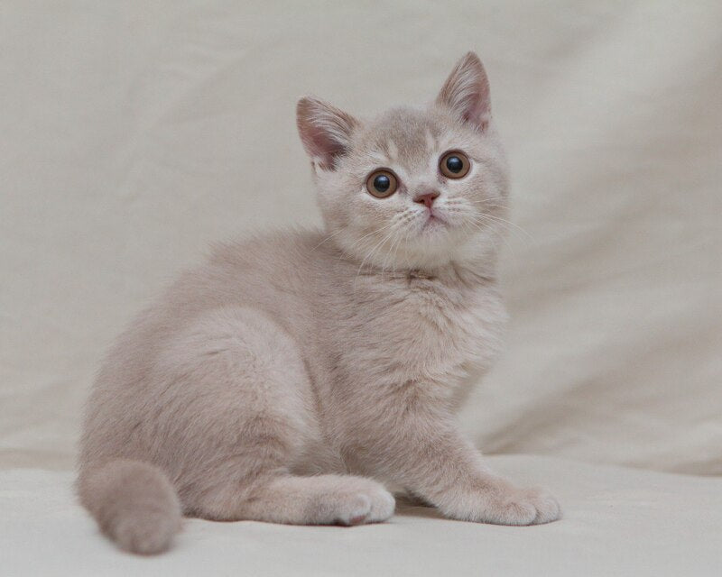 Nastyasha British Shorthair female, lilac ticked tabby