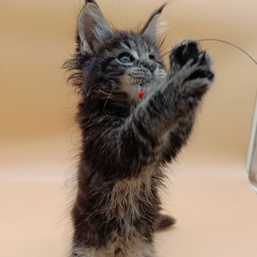 Orion Maine Coon male, black silver tabby
