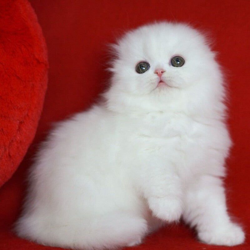 Sweety Scottish Fold female, white