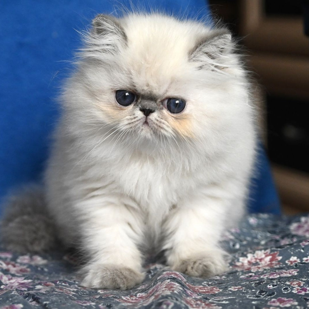 Areta Persian female, blue tortie tabby pointed