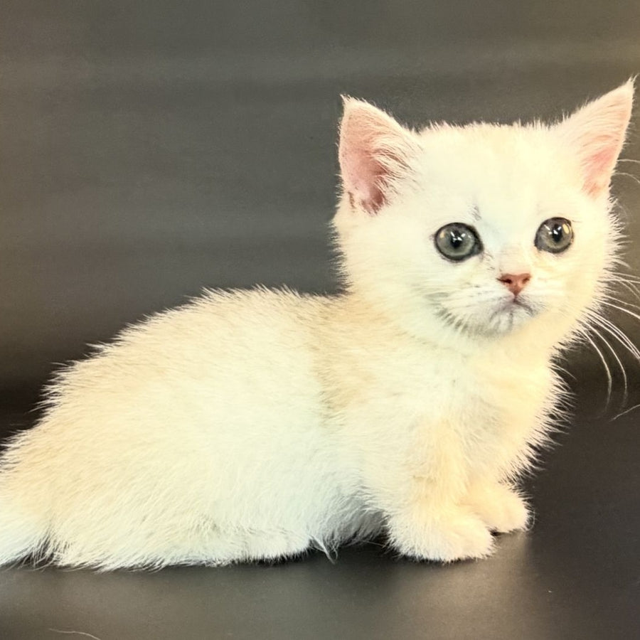 Raven Munchkin female, black silver shaded