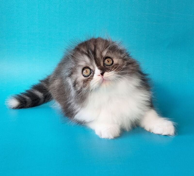 Xavier Scottish Fold male, black silver bicolour