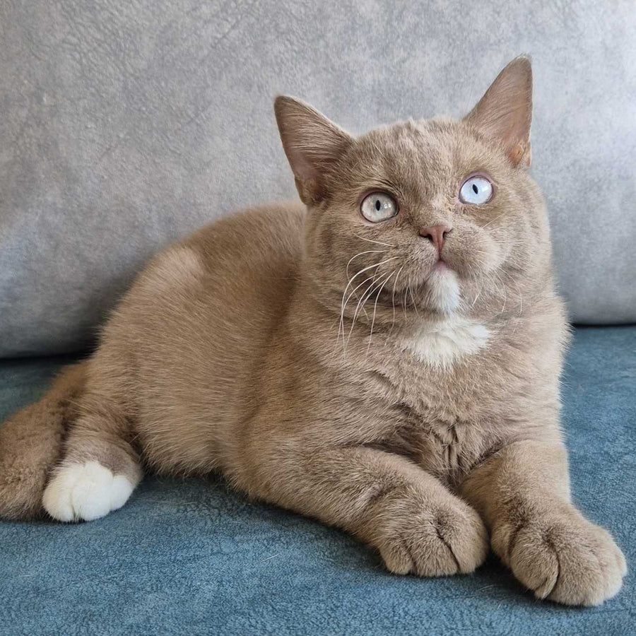 Lion British Shorthair male, fawn with white