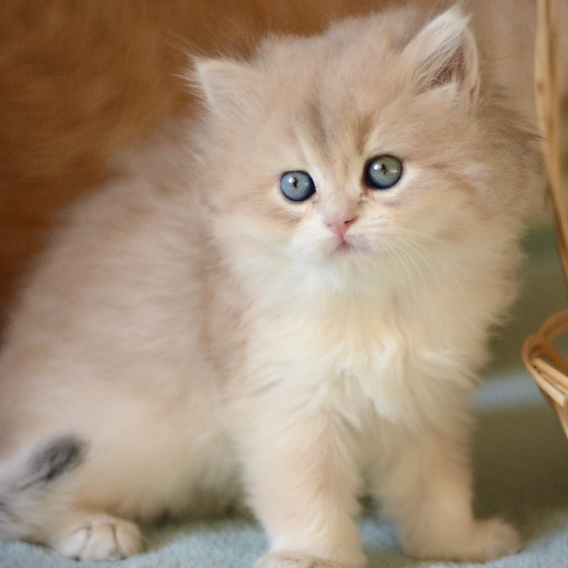 April British Longhair female, blue golden chinchilla