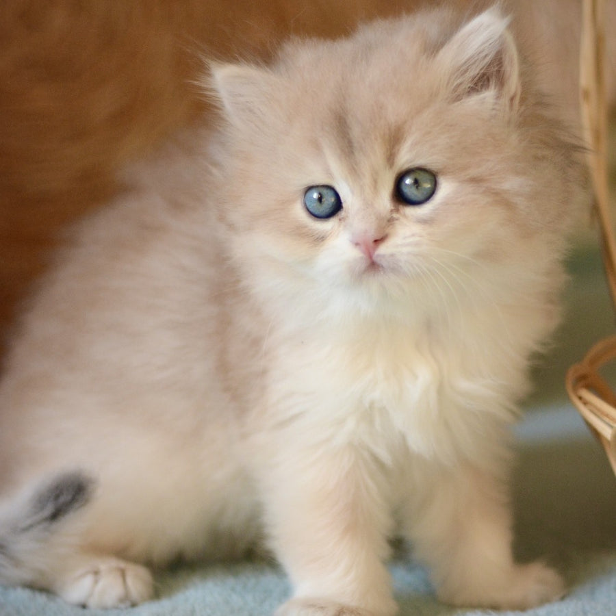 April British Longhair female, blue golden chinchilla