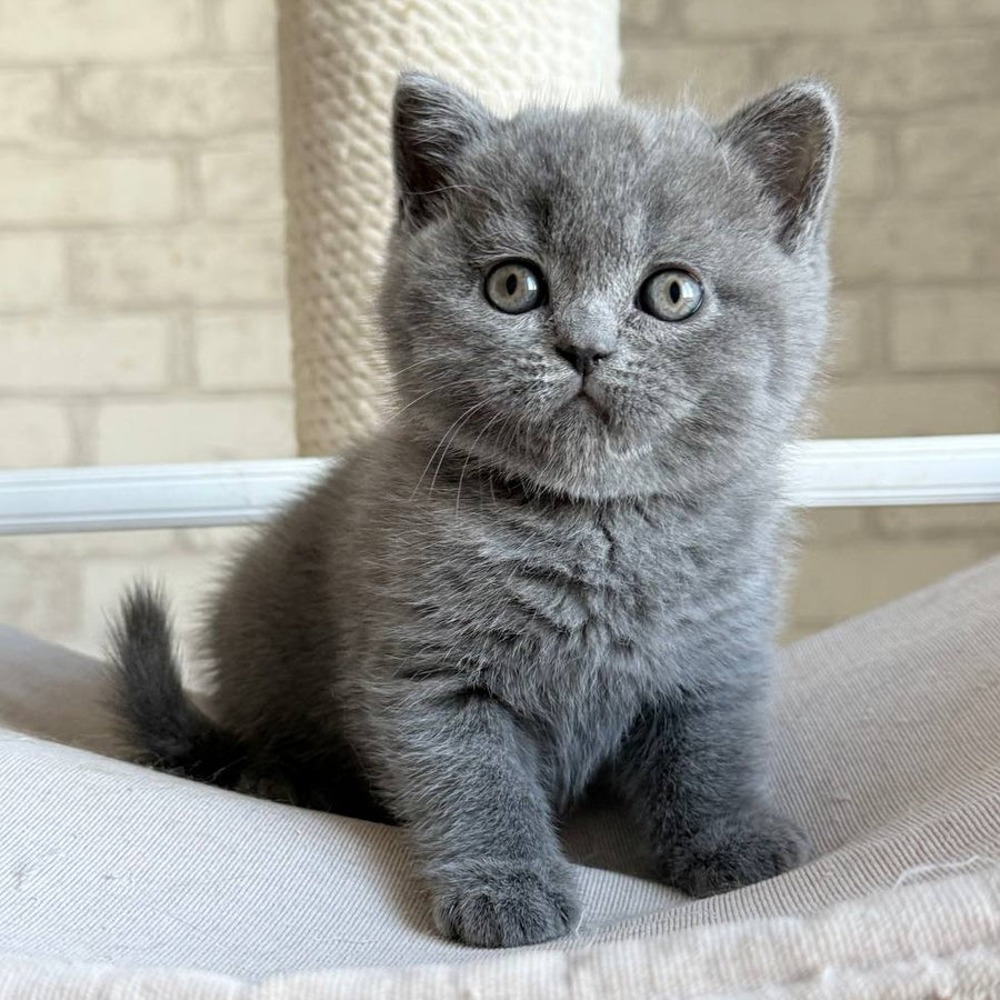 Nolan Scottish Straight male, blue