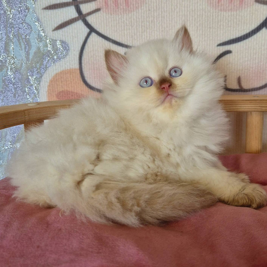 Damir British Longhair male, chocolate golden shaded pointed
