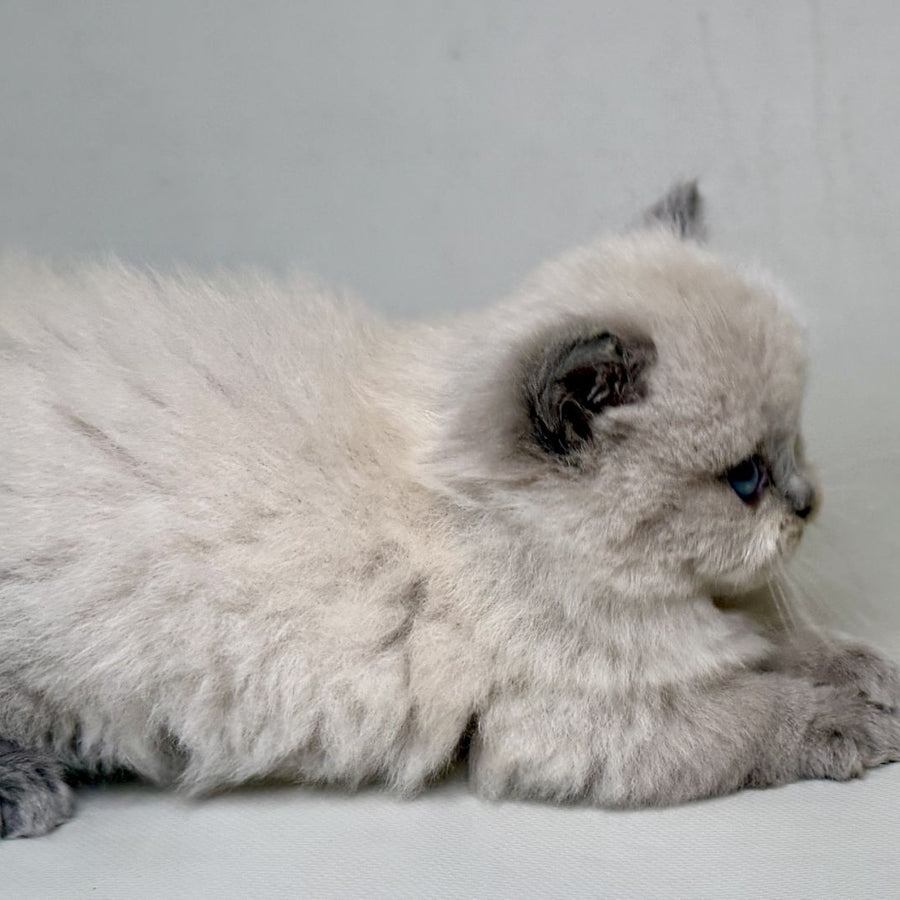 Savage Munchkin female, lilac shaded pointed