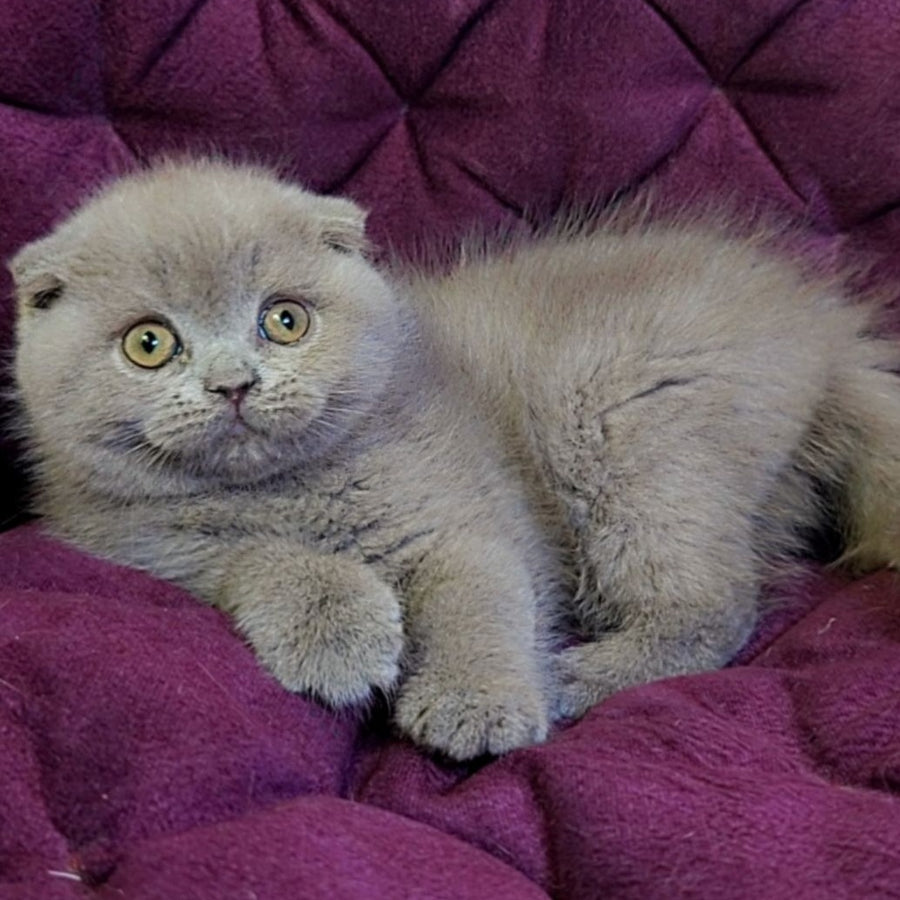 Margosha Scottish Fold female, lilac