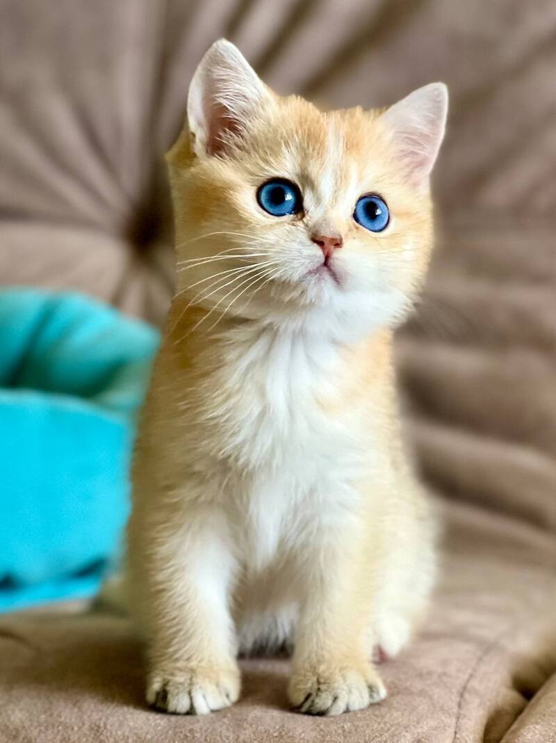 Deya British Shorthair female black golden shaded - live animals
