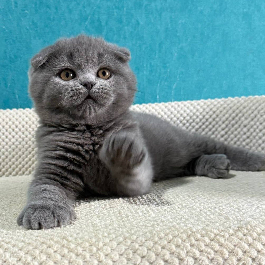 Barney Scottish Fold male, blue