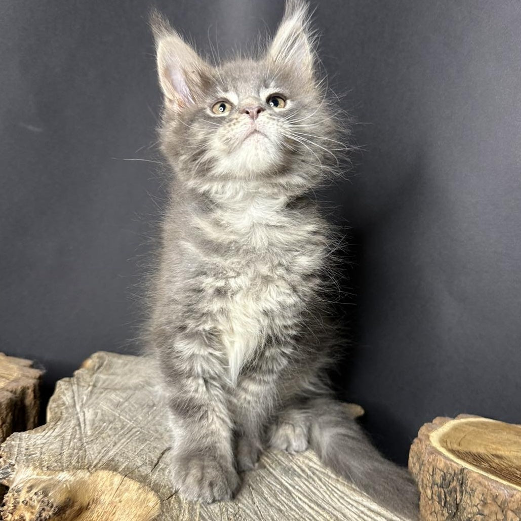 Piper Maine Coon female, blue tabby