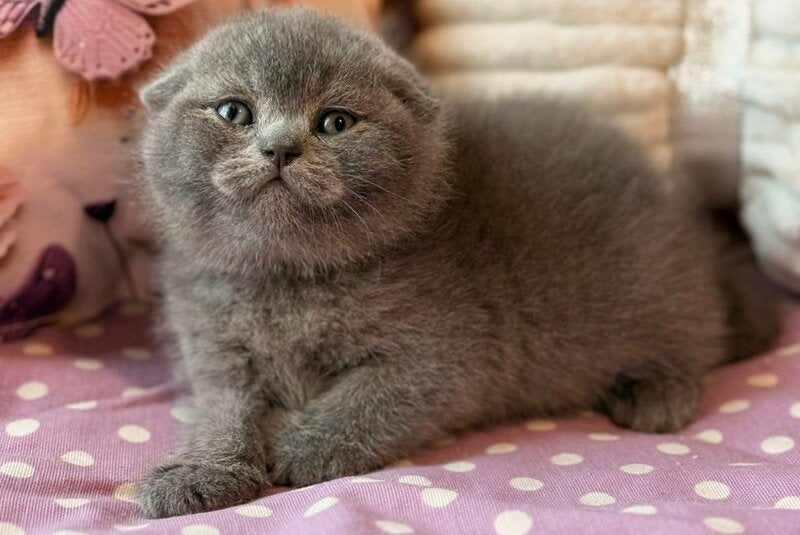 Potapuf Scottish Fold male, blue