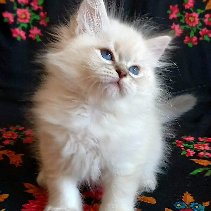 Mathias Siberian male, blue tabby pointed