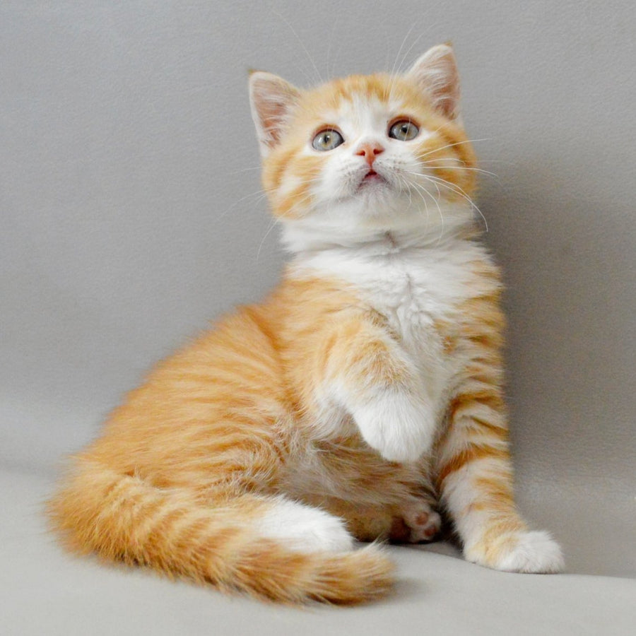 Wilma Scottish Straight female, red spotted tabby bicolour