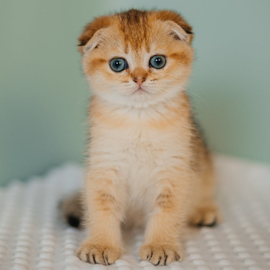 Diana Scottish Fold female, black golden ticked tabby