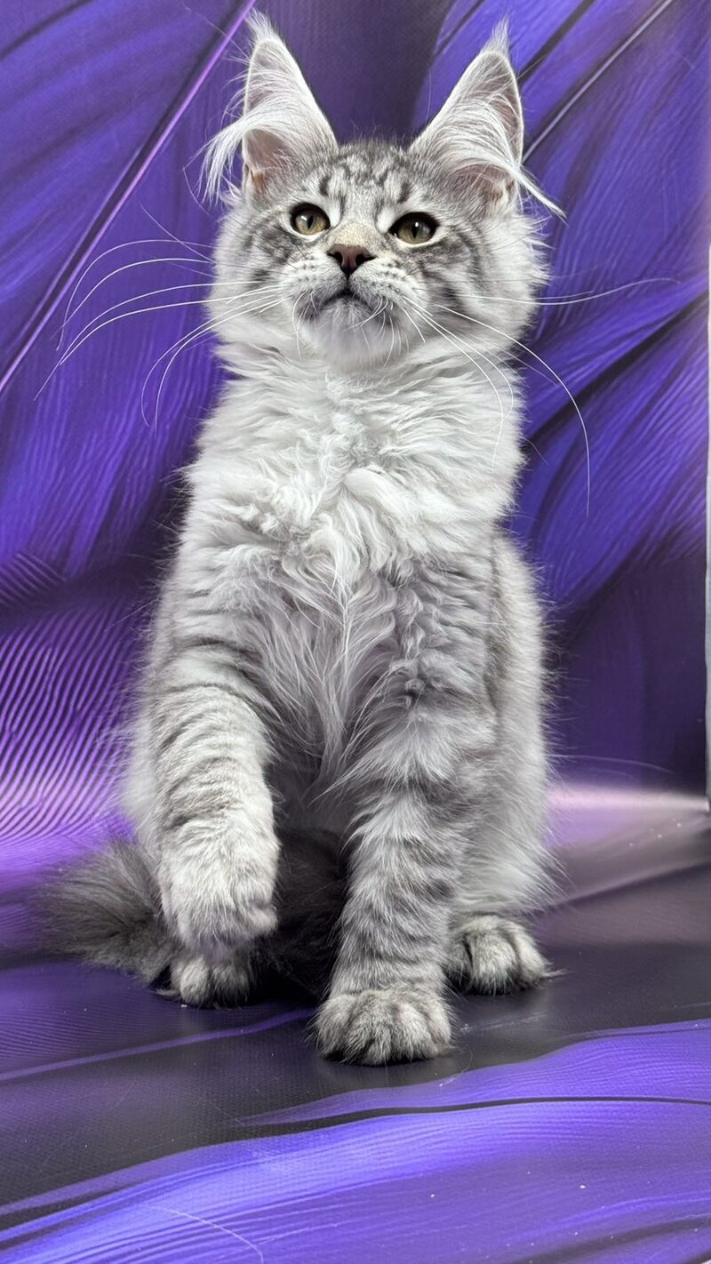 Marcel Maine Coon male, black silver tabby
