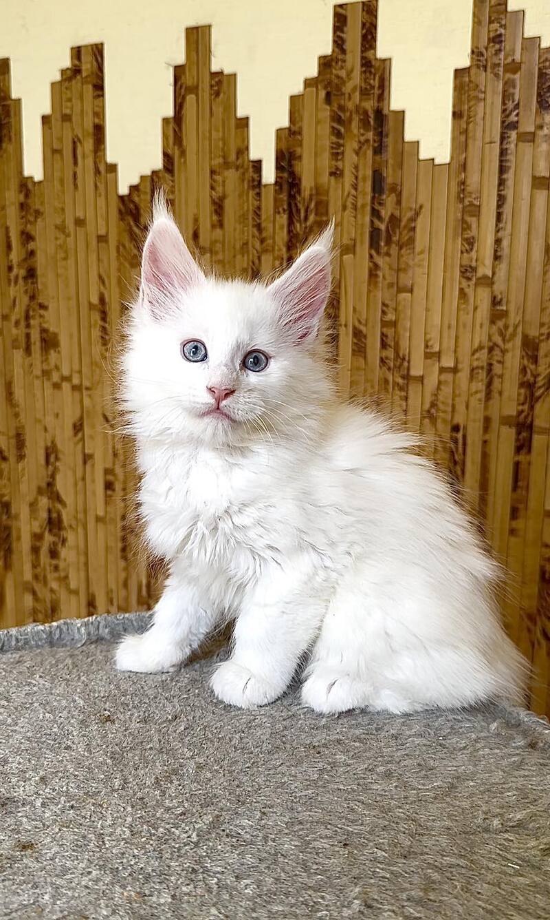 Ursula Maine Coon female, white