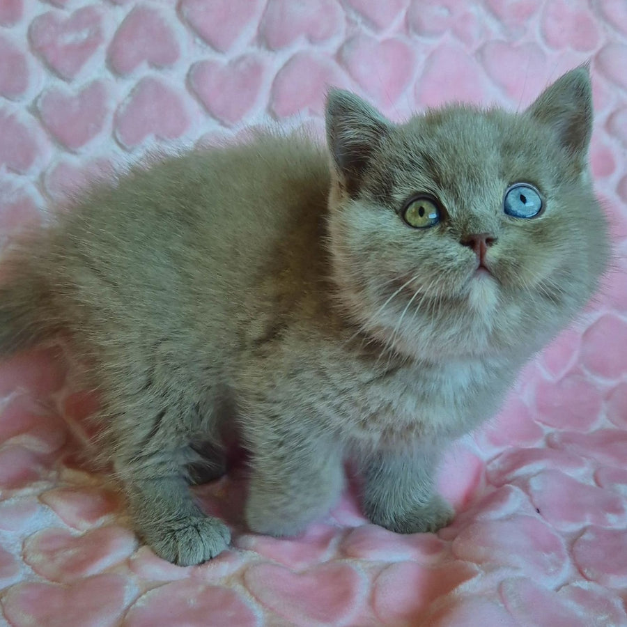 Jessica British Shorthair female, lilac with white
