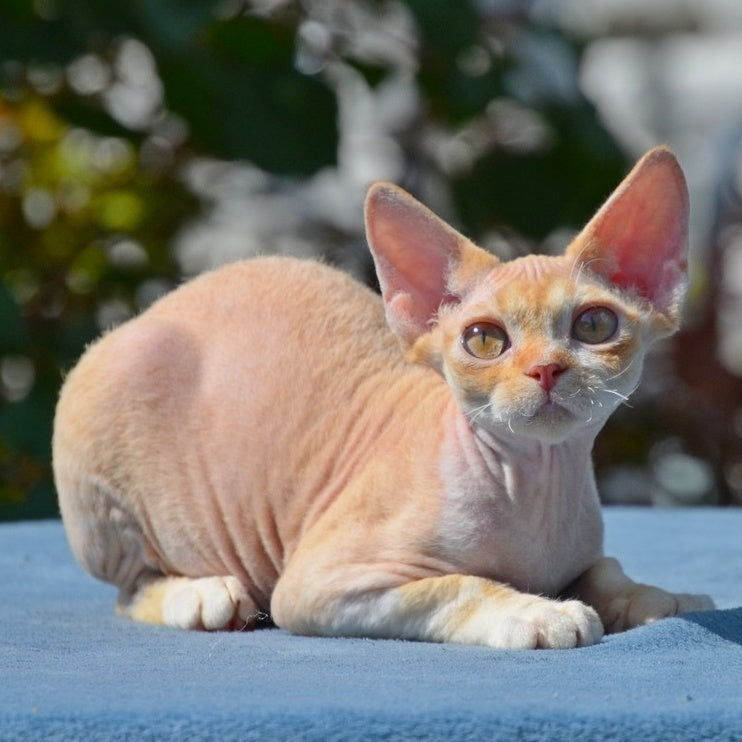 Hilary Devon Rex female, red silver spotted tabby bicolour