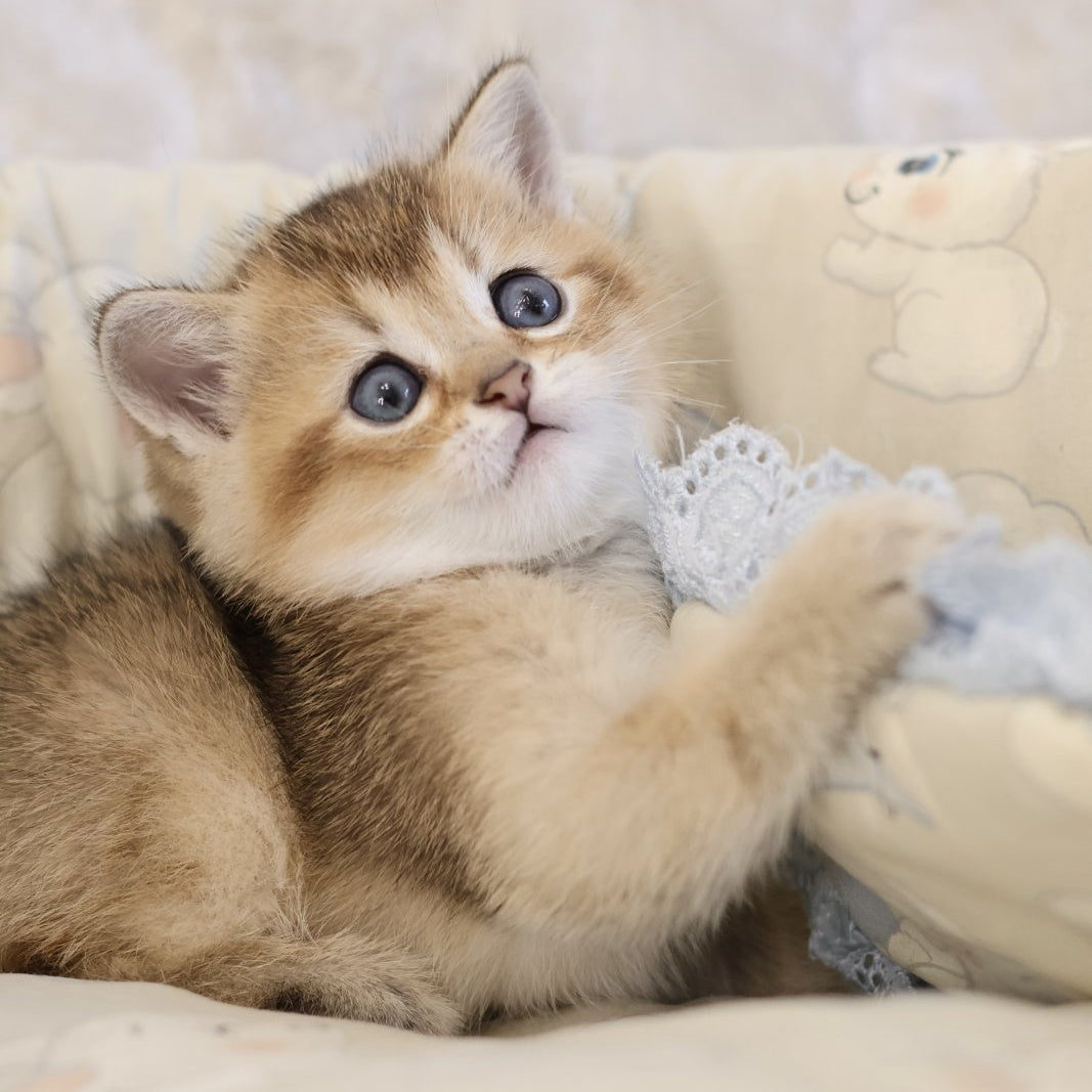 Eddi Scottish Straight male, black golden ticked tabby