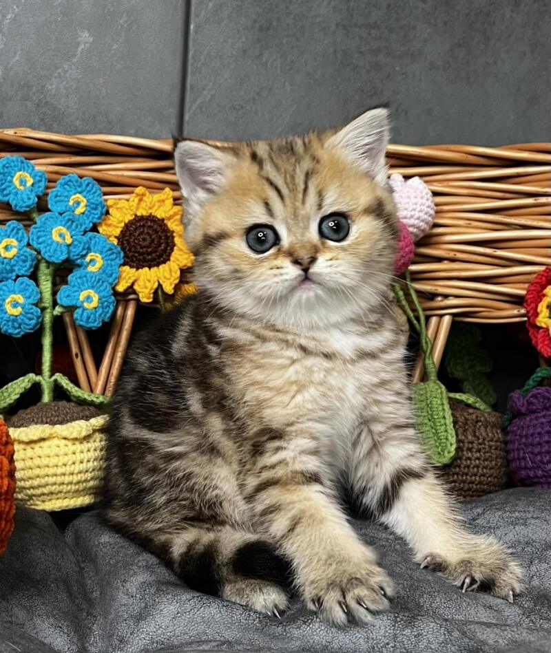 Fiona Scottish Straight female, black golden tabby