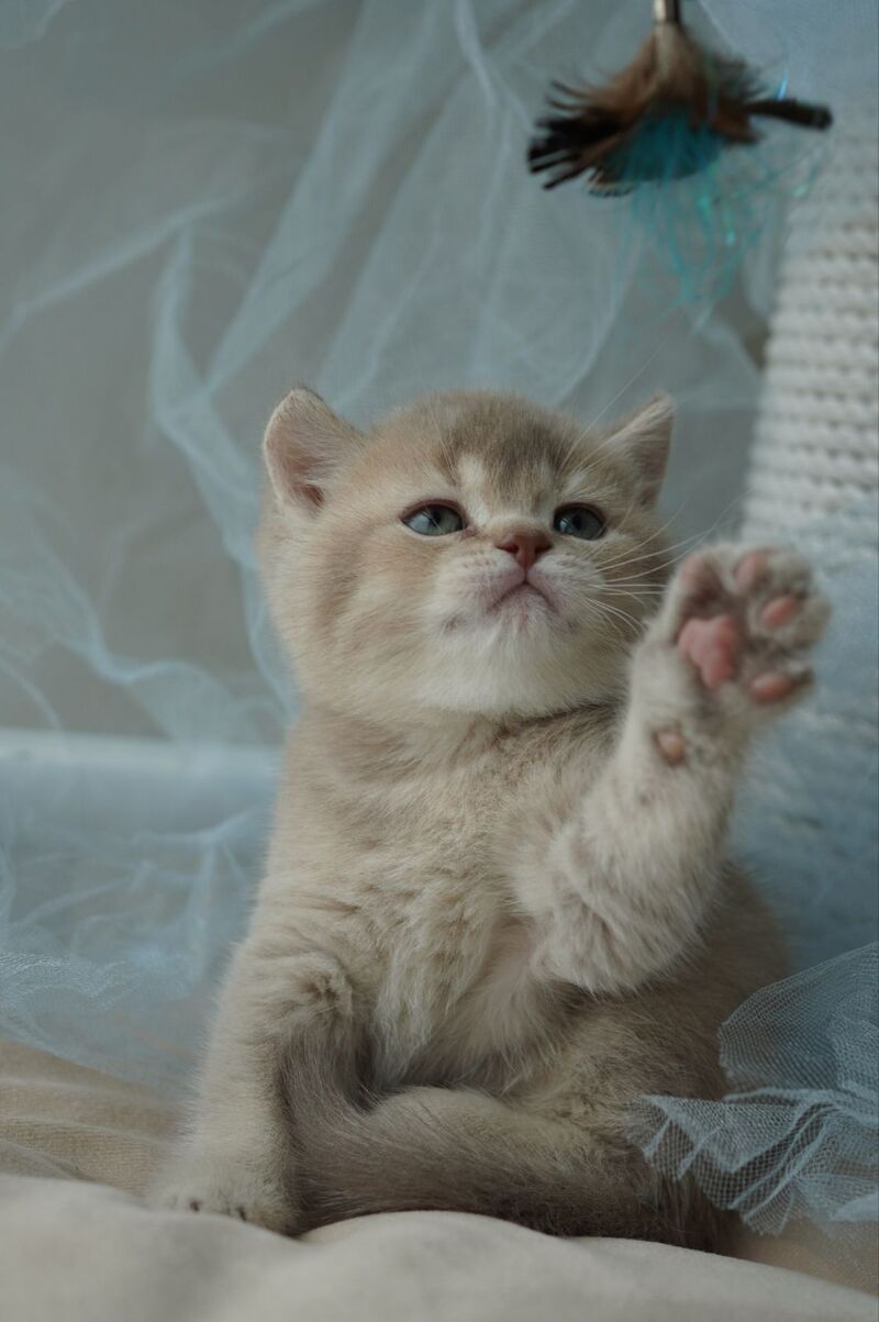 Ronan British Shorthair male, chocolate ticked tabby