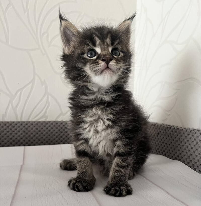 Iris Maine Coon female, black tabby