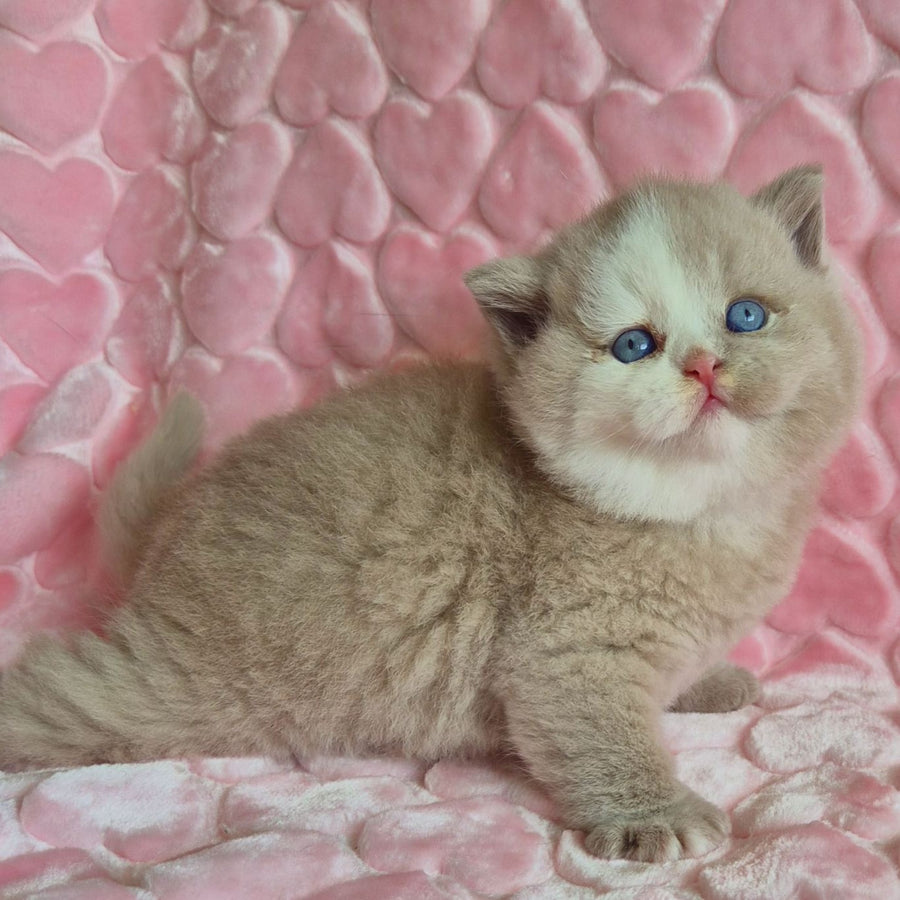Gummy British Shorthair male, fawn with white