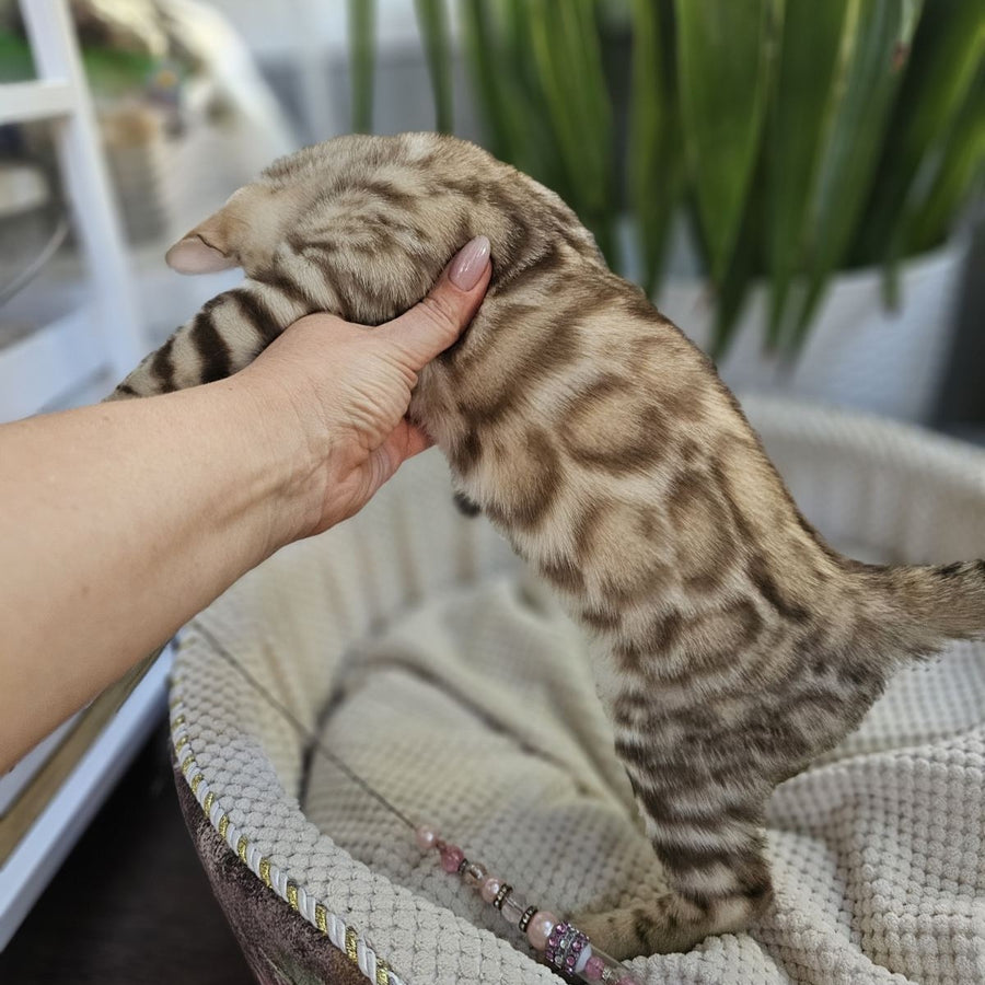 Uranus Bengal male, black spotted tabby pointed