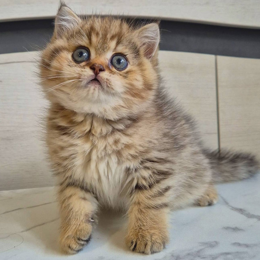 Mark British Shorthair male, black golden spotted tabby